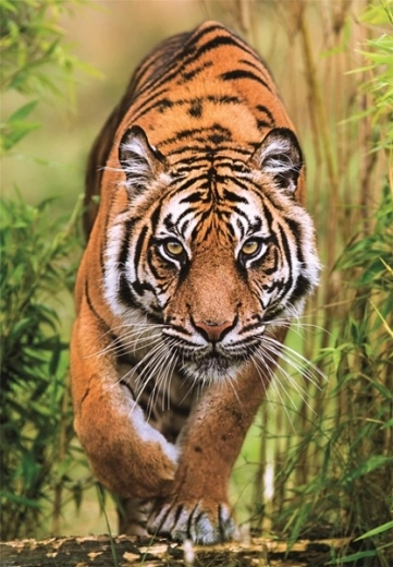 Realisztikus, részletgazdag tigris motívum