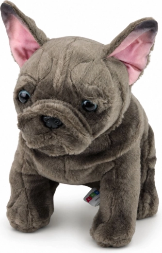 A francia bulldog élethű részletei