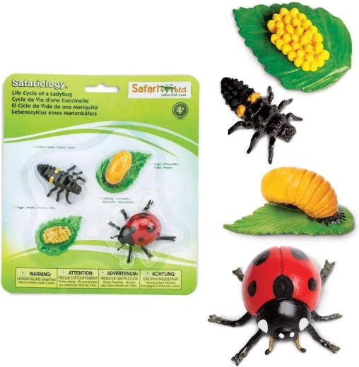 Safari Ltd. katicabogár életciklusa – 4 figurából álló készlet