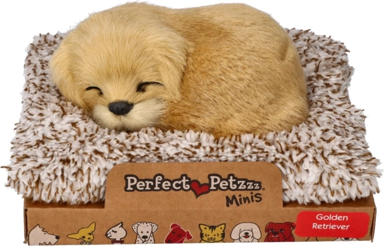 Ugatozó arany retriever a fekhelyén
