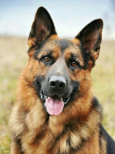 Gyémántfestés Német juhászkutya 30x40 cm