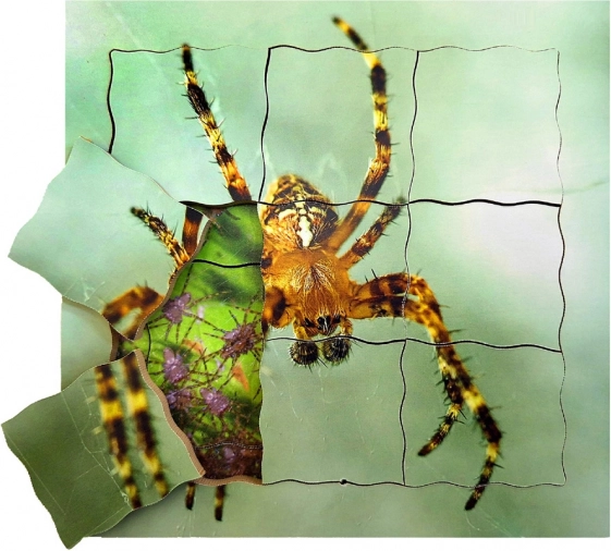 Fa rétegelt puzzle Pók és életciklusa