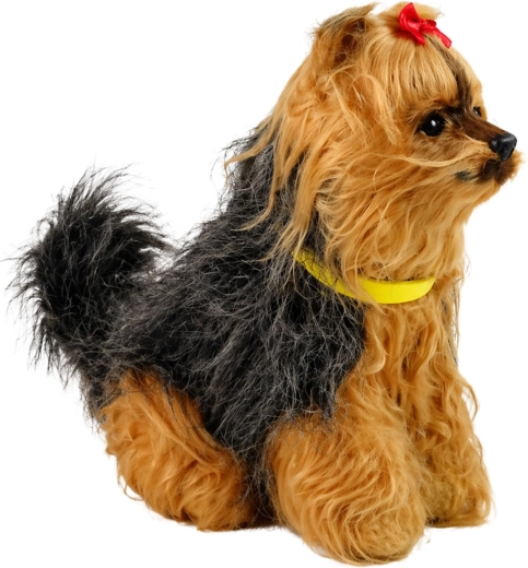 Aranyos yorkshire terrier-megjelenés