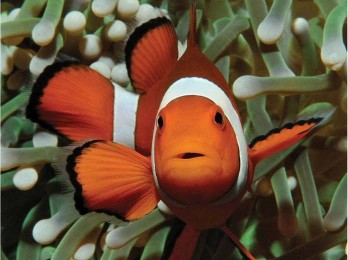 Elbűvölő motívum a víz alatti világból