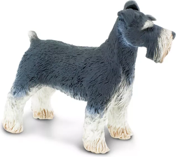 A schnauzer (knírač) élethű részletei