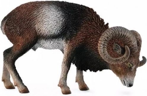 Európai muflon