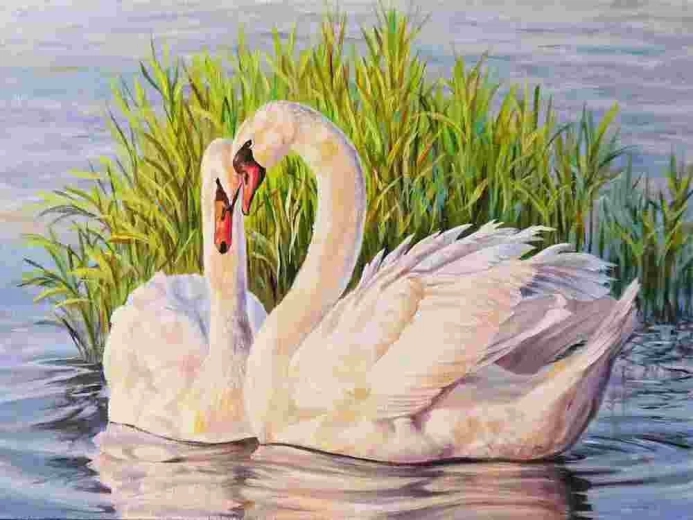 Norimpex Számfestő hattyúk 40 × 50 cm