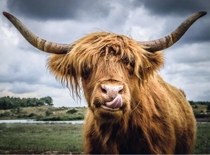 Ravensburger Puzzle Moments Highland Cattle 300 darab