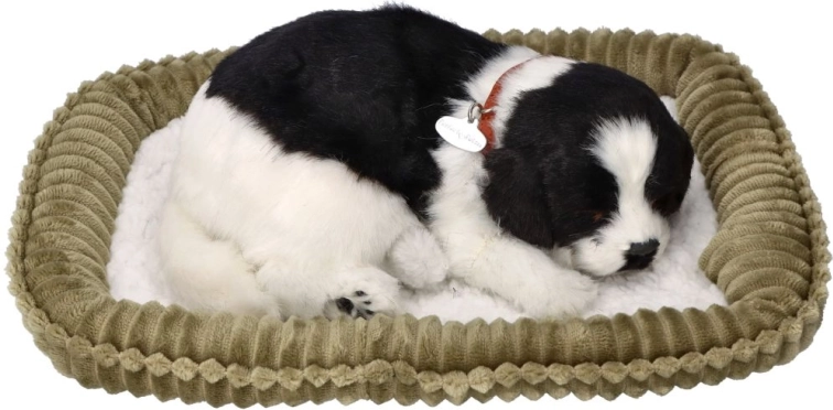 Örökbe fogadható lélegző border collie kiskutya