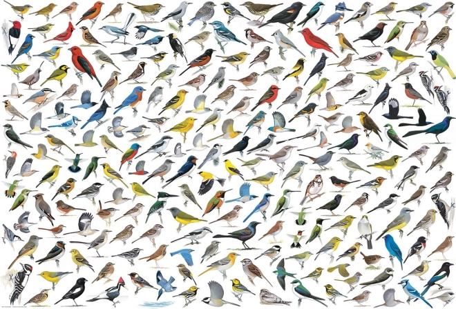Puzzle Madarak világa 2000 darab EUROGRAPHICS
