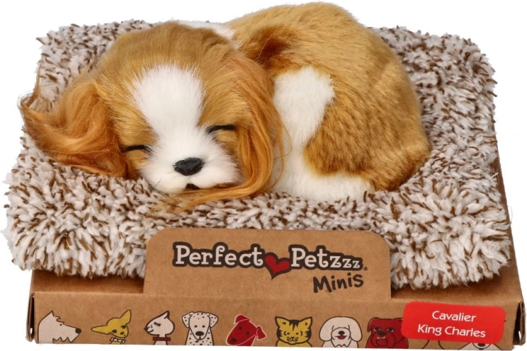 Alvó Cavalier King Charles kiskutya Perfect Petzzz
