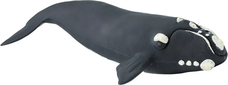 Safari Ltd. déli bálna figura – 1 db