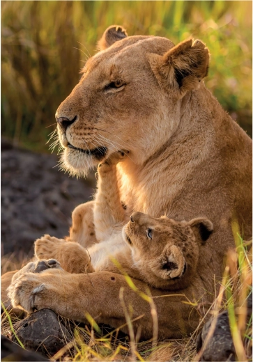 CLEMENTONI puzzle Macskaszerelem 500 darab