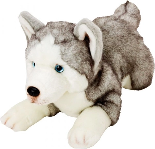 Plüss Husky kutya