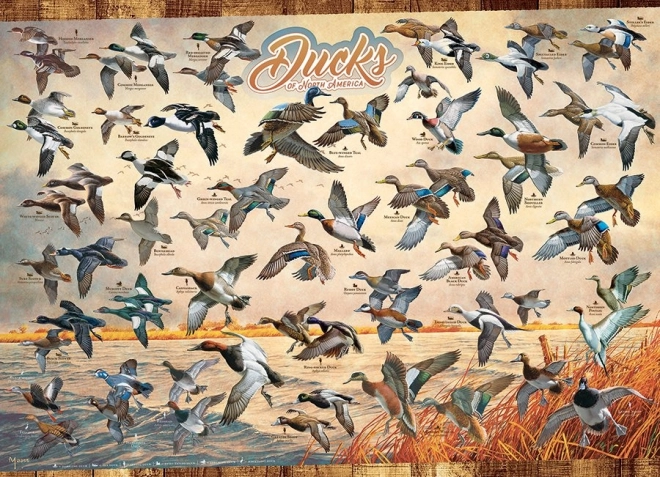Puzzle COBBLE HILL Észak-amerikai kacsák 1000 darabos