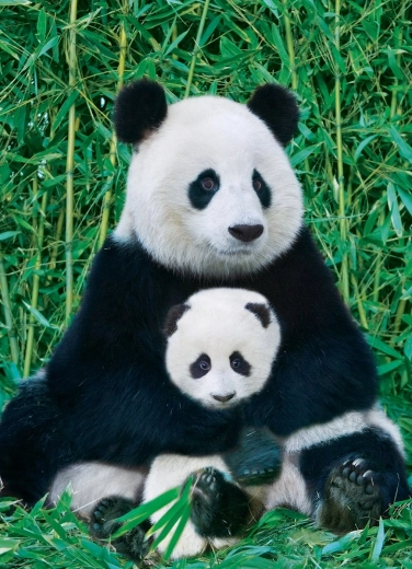 EUROGRAPHICS Puzzle Panda kölyökkel 1000 darab