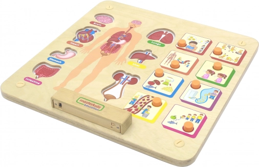 Masterkidz Montessori emberi test oktatási tábla