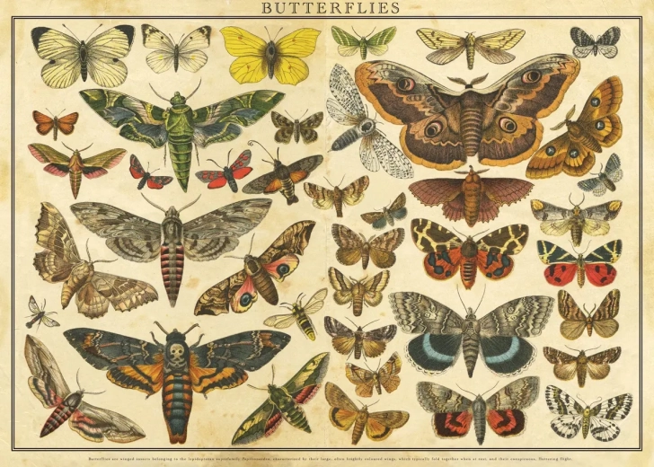 Puzzle Vintage Nature: lepkék 2000 darab