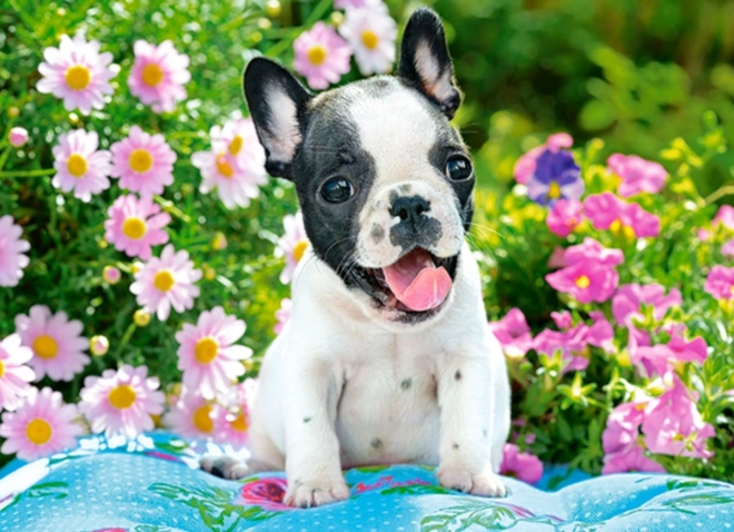 70 darabos kirakó – francia bulldog kölyök