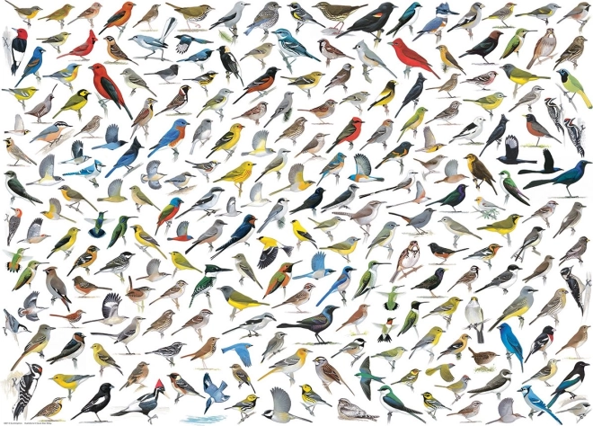 Puzzle Madarak világa 1000 darab EUROGRAPHICS-tól