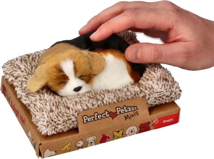 Ugató beagle a fekhelyen