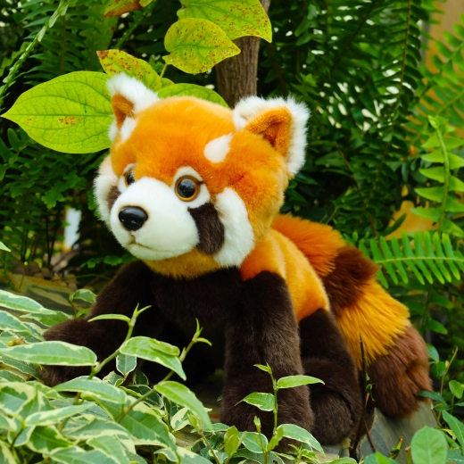 A vörös panda realisztikus részletei