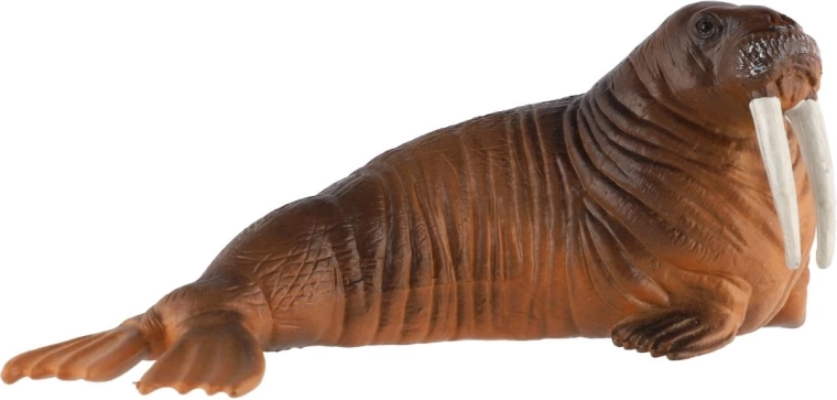 A rozmár realista megjelenése