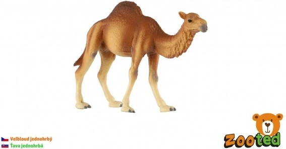 Egykupú teve zooted 13 cm tasakban