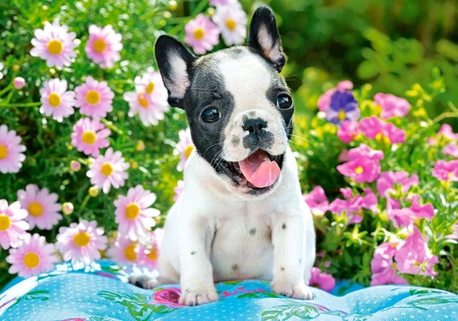 Puzzle 500 darabos French Bulldog kölyök