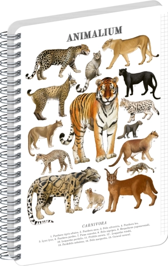 Notique Animalium spirálfüzet – macskafélék A4, kockás