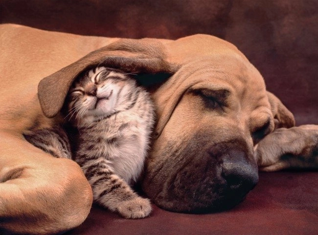 Puzzle Clementoni 500 darabos Cuddles