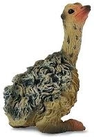 Ülő Strucc Csirke Collecta