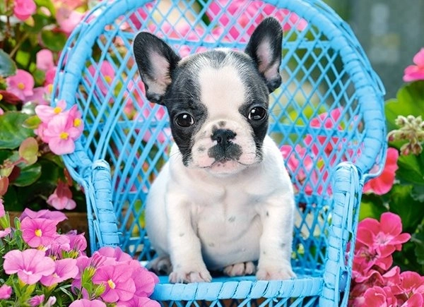 100 darabos puzzle Francia bulldog