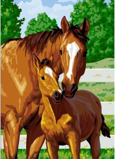 Számfestő kép keretben 40 × 50 cm – aranyos csikó