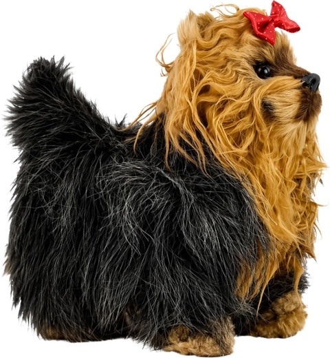 Aranyos yorkshire terrier megjelenés