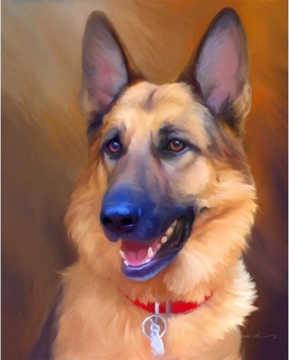 Számfestő kép keretben 40 × 50 cm – német juhászkutya