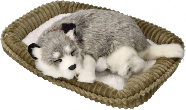 Lélegző alaszkai husky kölyök