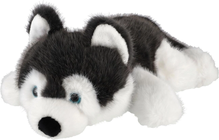 A husky jellegzetes megjelenése