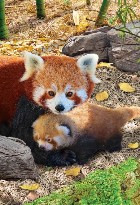 Puzzle Mentsük meg a bolygónkat: Vörös panda XL 250 darab