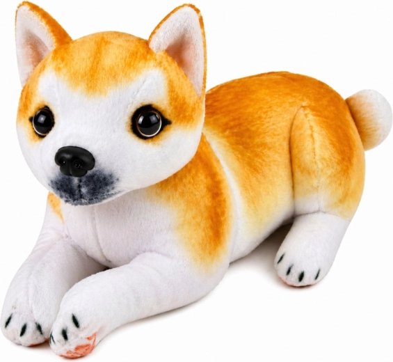Élethű Shiba Inu megjelenés
