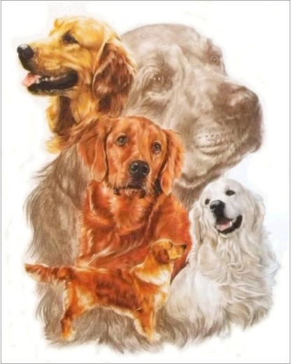 Gyémántfestés – Golden retriever kép 30 × 35 cm