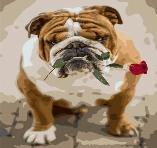 Norimpex Számfestő bulldog rózsával 40 × 50 cm