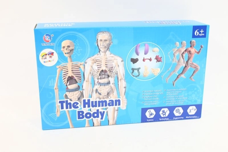 Az emberi test anatómiai modellje