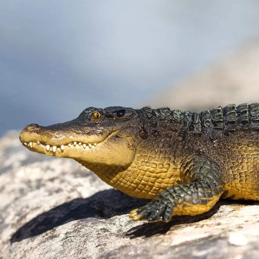 Kiváló játékos tanuláshoz és gyűjteménybe