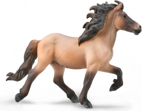 Collecta izlandi mén bay dun