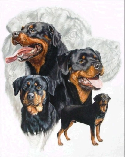 Gyémántkirakó (diamond painting) rottweiler 30 × 40 cm