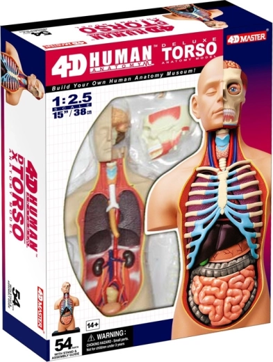 4D Master deluxe emberi anatómiai törzs 38 cm