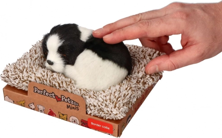 Alvó border collie a fekhelyen