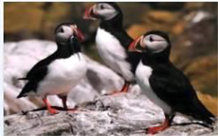 Realista lundamotívum