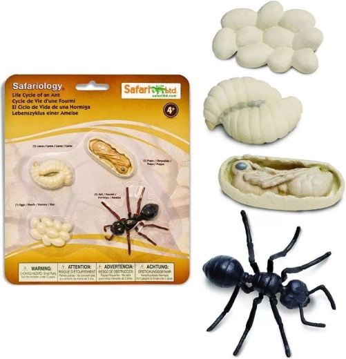 Safari Ltd. életciklus – hangya